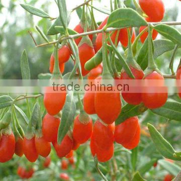 Growing Best Goji Berry Seeds Goji Berries Seeds Wolfberry Seeds For Planting