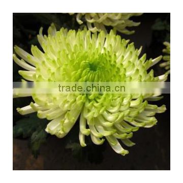 Yellow Green Chrysanthemum seeds For Sowing