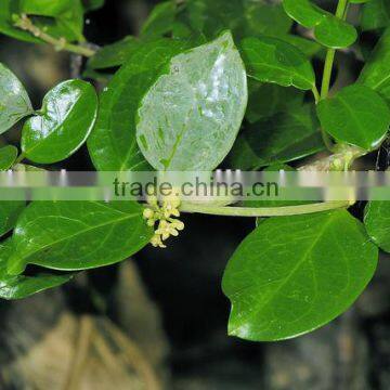 BNP Sell 25%-75% Gymnemic acid-Gymnema Sylvestre Extract--high quality gymnema extract-buy gymnema sylvestre plant