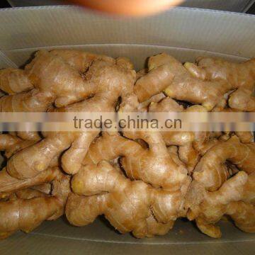 Fresh mature fat ginger