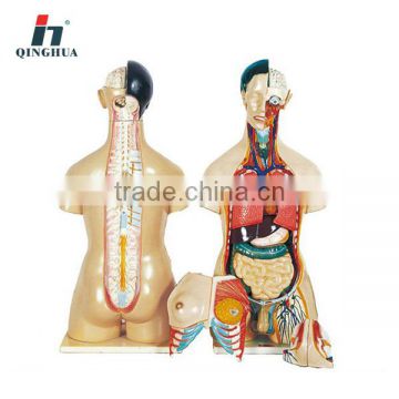 Human male and female torso 85cm