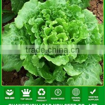 MLT04 Daliang early maturity chinese lettuce vegetable seeds company