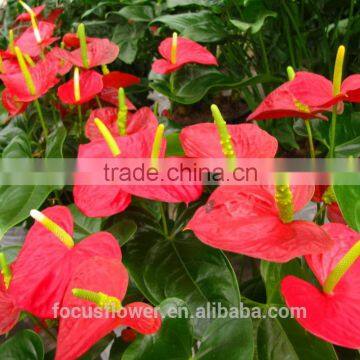 High Quality anthurium andraeanum seeds for wedding