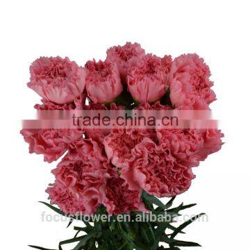 Natural carnations flower cut price for wedding