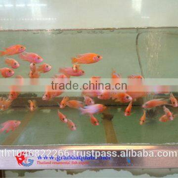 Malawi Cichlid Fish Farm for Sale and Export photo-4