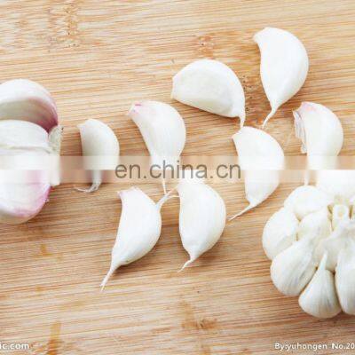 Garlic Clove Separating Machine/ Garlic Breaking Machine / Automatic Garlic Separator 0086-15939556928 photo-5