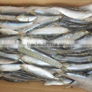 Frozen Whole Round new arrival sardine caught by Light seine 140 - 200 pcs