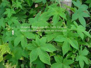 Devil's Claw Extract 5% Harpagoside, CAS No.: 19210-12-9, Harpagophytum procumbens root Extract, Yongyuan Bio