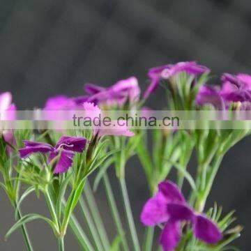 Beautiful Sweet William new coming fresh cut flowers