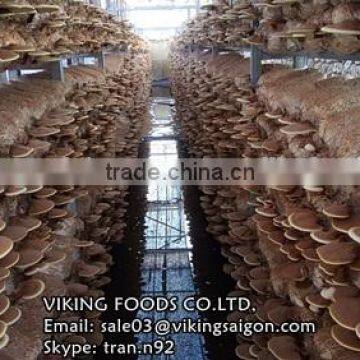 HIGH QUALITY - GANODERMA/LUCIDUM/REISHI/LINGZHI MUSHROOM