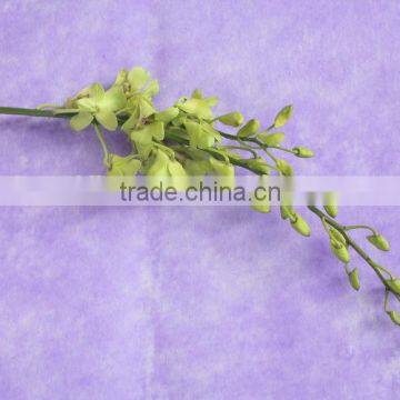 Diversified in packaging top sell wholesale decorative dried orchid flower