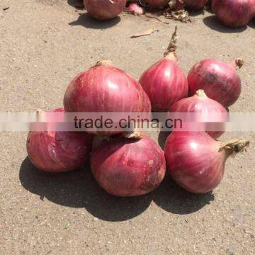 50mm Size Red Onion photo-2