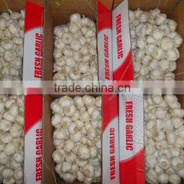 fresh garlic for sale