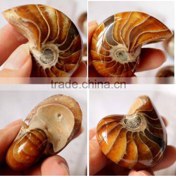 Conch Jade Ammonite Fossils for Sale