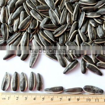 230~300pcs Sunflower Seeds 363 ,5009