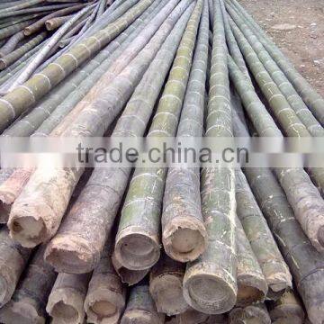 Straight moso bamboo poles for construction & building materials bamboo poles cheap bamboo cane productsraw bamboo poles