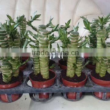 dracaena lotus lucky bamboo planted in 3pcs 10cm + 15cm + 20cm rooted in a 10cm pot with cocopeat substrate