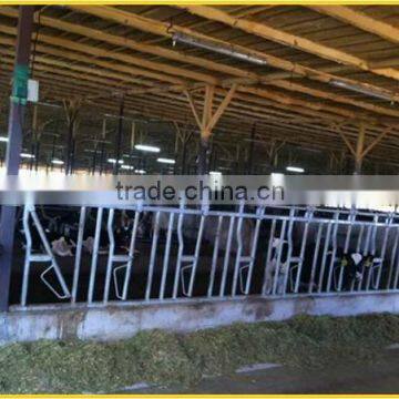 Large scale farm used calf head lock for sale