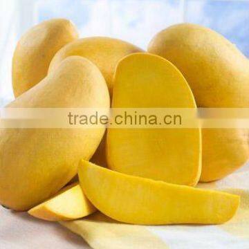 Indian Mango Supplier