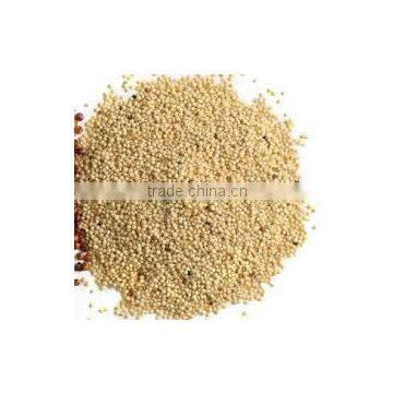 Amaranth Seeds Superfood photo-4