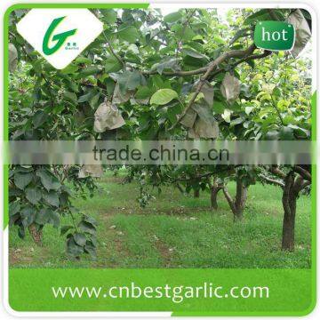 Emerald cheap su pear exporter