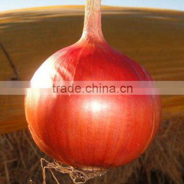 best quality onion