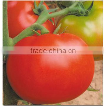 Hot Sale Chinese Hybrid F1 Hot And Moisture Resistance Big Red Tomato Seeds For Planting-Sky Handsome