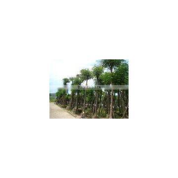 Outdoor Ornamental Landscape Blooming Plants of Delonix Regia (Boj.) Raf