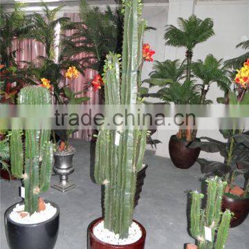SJ3001012 Ornamental Cactos Plant Wholesale Cactus Potted Plant photo-4