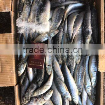 Competitive Price Wholesale Round Frozen Sardine for Canning photo-3