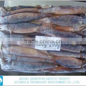 Frozen Illex Argentinus Squid photo-2