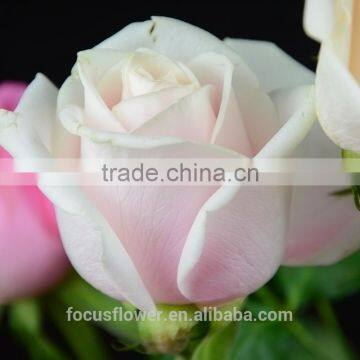 color wholesale fresh cut flowers High grade cut fresh Pink Avalache Roses flowers special fresh cut flowers from China supplier