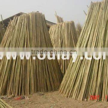 Tonkin bamboo canes DRY and YELLOW