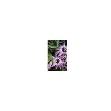 Passion Flower Extract 2% 3%4% Flavone