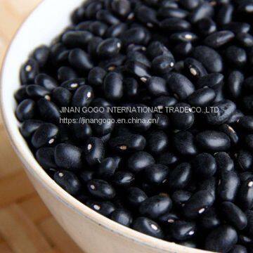 Bean