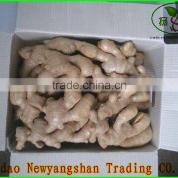 China Shandong Fresh Ginger/Fresh Ginger photo-4