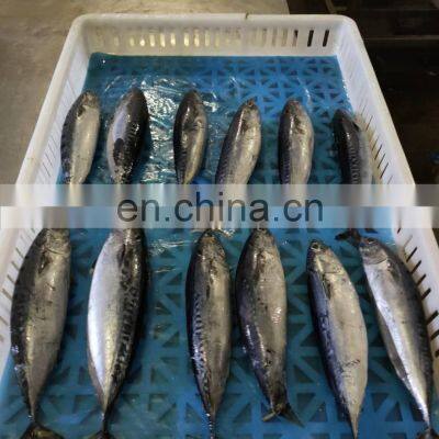 Hot Sale Fresh Frozen Bullet Tuna Bonito Fish for Export photo-2