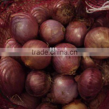 Fresh Onion supplier manufacturer