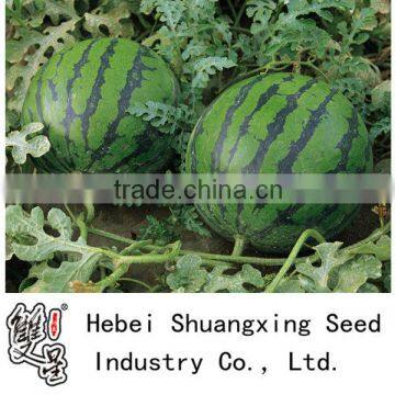 Great Triploid chinese seedless watermelon seeds