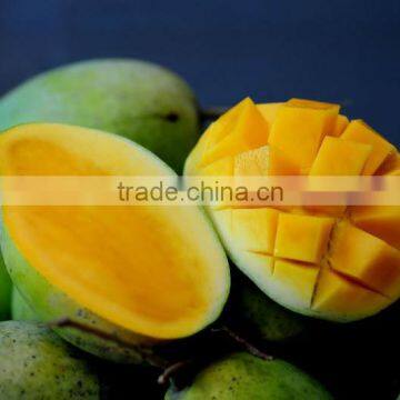 BEST QUALITY - BEST PRICE FOR FRESH GREEN MANGO