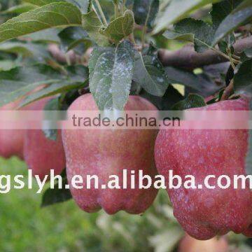 2011 new huaniu apple