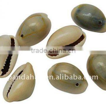 Sea Shell Beads, Dyed, Seashell, about 20~23x14~15x6~7mm, hole: 2mm, about 250pcs/500g(BSHE-S050)