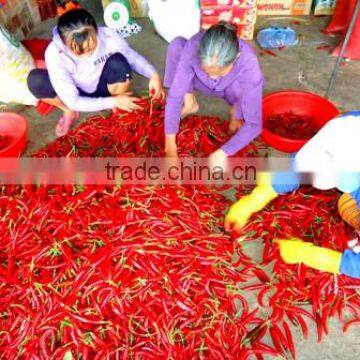 Best Price From Vietnam about red chili