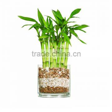 lucky bamboo decoration simple style