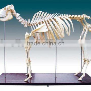 medical educational skeleton,vivid real animal bone bull skeleton