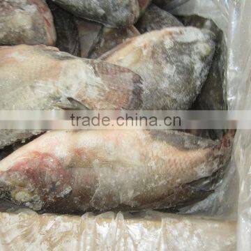 Hot Sale Market Frozen Tilapia Fillet Price