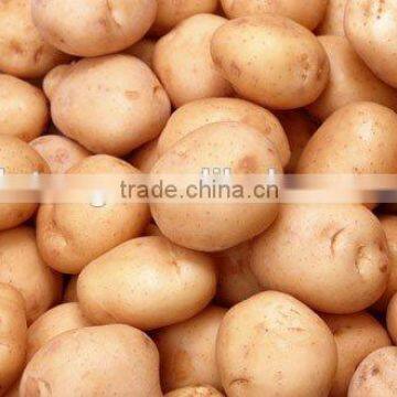 Chinese Fresh Potato Planter Supplying Best Quality Potato