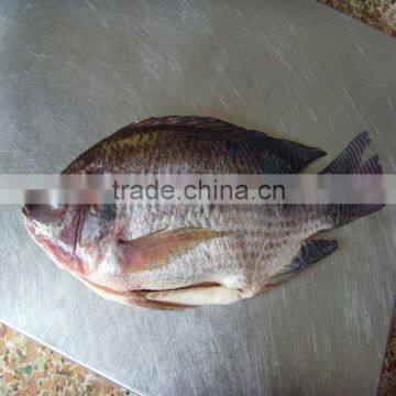 QF nile tilapia G&S whole tilapia on sale