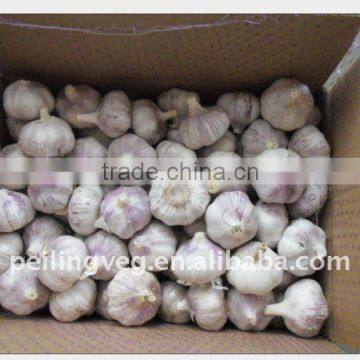 Excellent Chinese Normal White Garlic