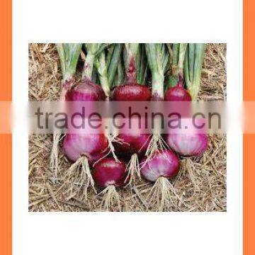 Fresh new crop red/yellow onion from China